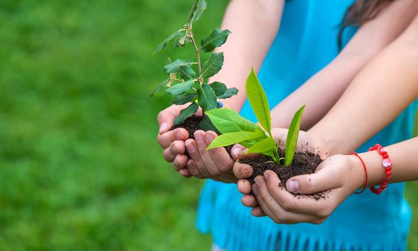 A gyermek kezében tartja a növényt és a földet. Szelektív fókusz. Kölyök!. - Fotó, kép