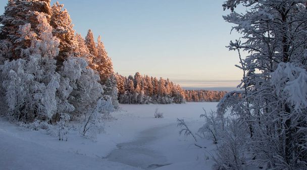 Kış günü, donmuş bir gölün kıyısındaki karla kaplı ağaçlar aydınlandı. - Fotoğraf, Görsel