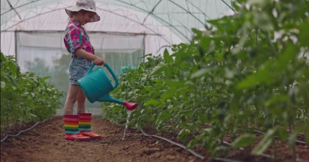 温室で栽培されている有機果物や野菜。トマトの新鮮な苗植物に水をやる農家の女の子 - 映像、動画