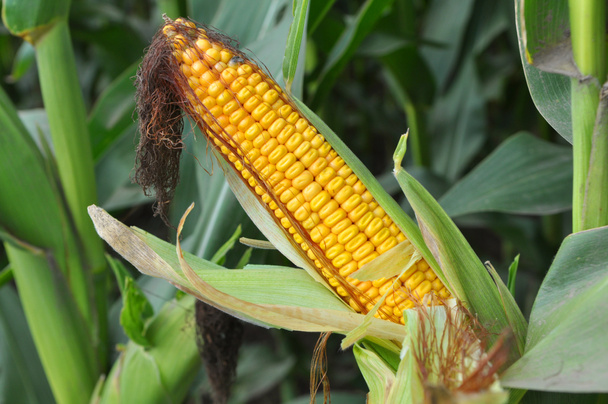 Tejérettségű fiatal kukorica - Fotó, kép