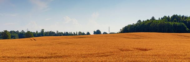 Buğday tarlası. Pankartın panoramik bir manzarası ve tahıl hasadı var. Olgun hasat. - Fotoğraf, Görsel
