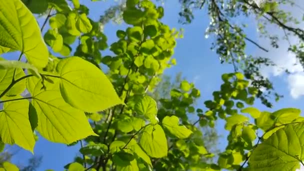 Hojas de tilo jóvenes frescas verdes brillantes en una rama de árbol contra un cielo azul - Metraje, vídeo