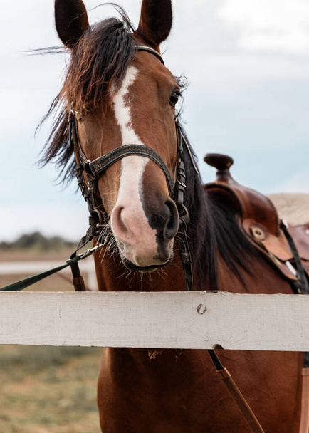 Retrato de cerca de lindo caballo marrón con una mancha blanca atada a la cara de madera - Foto, Imagen