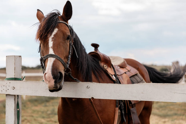 Портрет коричневого коня, що стоїть поруч з дерев'яним парканом
 - Фото, зображення