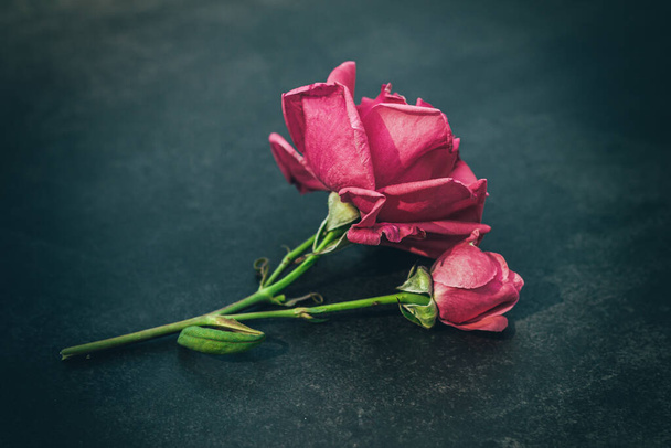 Рожева троянда, на вершині коричневої книги, з чорним фоном, Санта-Джорді. - Фото, зображення