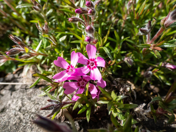 Primer plano de flex rastrero rosa (Phlox subulata x douglasii) Floración 'Zwergenteppich' con flores rosadas con ojos rojos en el jardín formando una alfombra densa a la luz del sol en primavera - Foto, Imagen