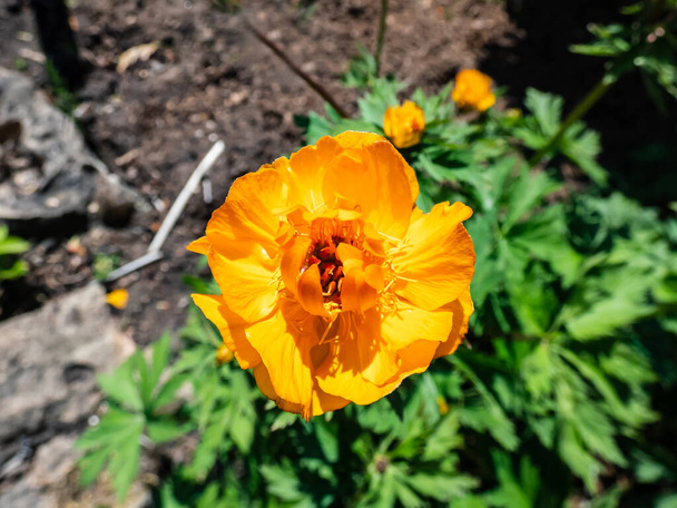 Szczelnie ujęcie dużych kwiatów pomarańczy w kształcie kubka Kwiatów Syberyjskiego Globu (Trollius altaicus) kwitnących w ogrodzie wiosną - Zdjęcie, obraz