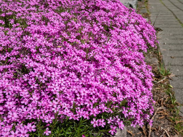 Nahaufnahme des rosa Kriechphlox (Phlox subulata x douglasii) 'Zwergenteppich' blüht mit rosa Blüten mit rotem Auge im Garten und bildet im Frühling eine dichte Matte im Sonnenlicht - Foto, Bild