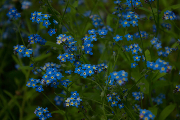 Flores azules en el campo, paisaje. - Foto, Imagen