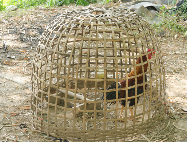 Hahnenkämpfer auf einem Bauernhof - Foto, Bild