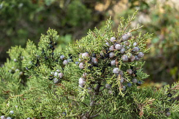 ポルトガルアルガルヴェ地方の海岸線に位置するフォネシア・ジュニパー(Juniperus turbinata)低木. - 写真・画像