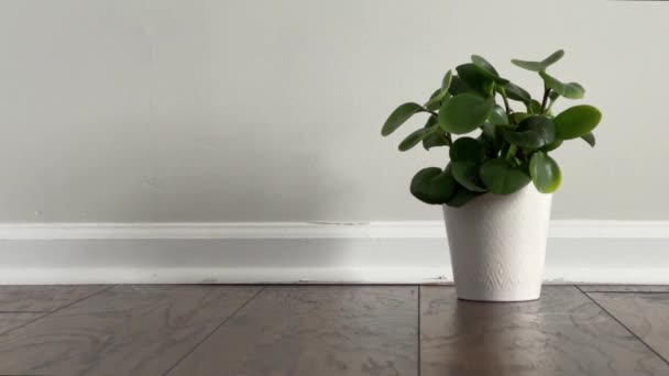 Deslizamiento delante de una planta en maceta colocada en suelo laminado junto al zócalo de una habitación vacía - Imágenes, Vídeo
