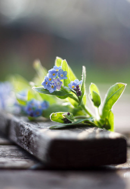 olvídame-no-flor, flor de hierbas de escorpión - Foto, Imagen