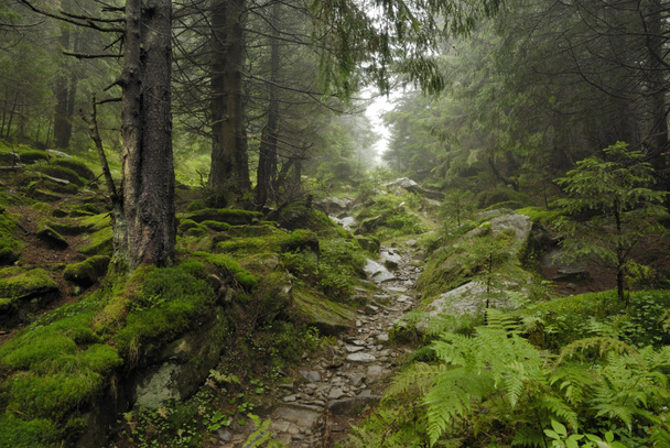 stopa v lese wilde - Fotografie, Obrázek