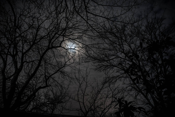 La luna llena en el cielo nublado visto a través de ramas de árboles por la noche. Enfoque selectivo - Foto, Imagen