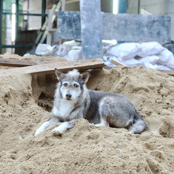 Односірий сірий бездомний собака
 - Фото, зображення