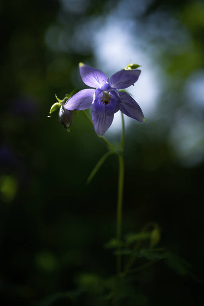 columbine flower or granny's nightcap in the undergrowth - Photo, Image