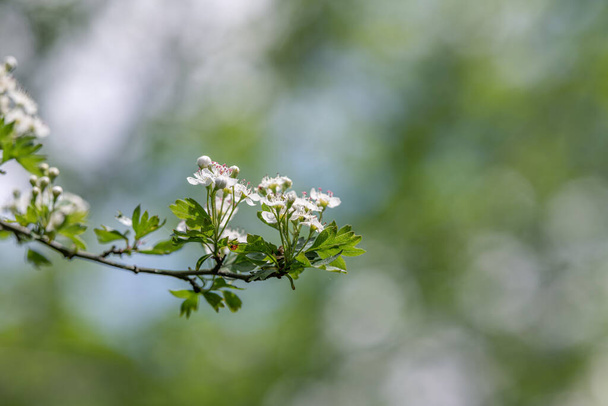前景のぼかしに焦点を当てたサンザシの開花枝 - 写真・画像