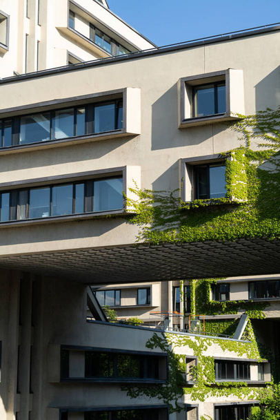 Grüne Fassade und Ökohaus-Konzept. Reben kriechen um Fenster an Fassade Gebäude bedeckt wilde Trauben - Foto, Bild