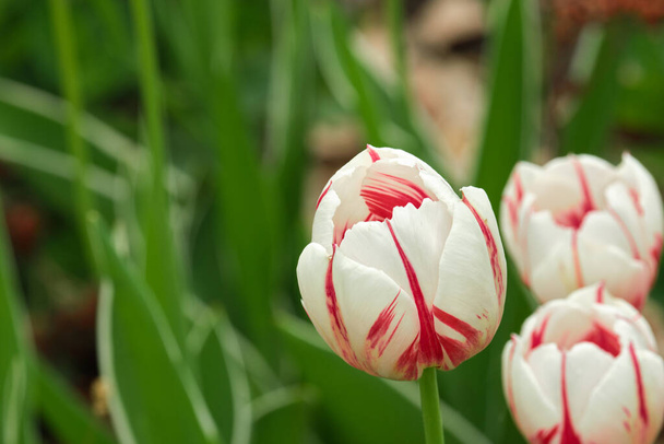 Lähikuva Kanadan 150 tulppaani kukkia niiden punainen ja valkoinen väritys edessä vihreä tausta. - Valokuva, kuva