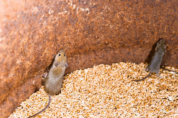 Des souris brunes essayant de sortir d'un baril de blé - Photo, image