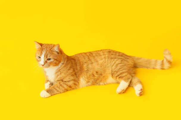 schattig kat op gele achtergrond - Foto, afbeelding