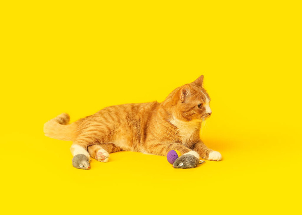 Leuke kat met speelgoed op gele achtergrond - Foto, afbeelding