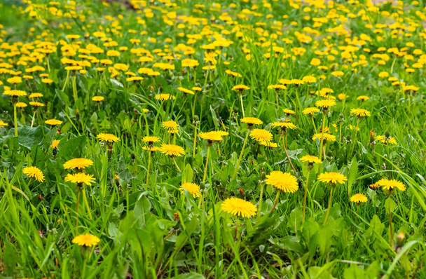 Textura - prado con hierba verde y flores de diente de león amarillo a la luz del sol - Foto, imagen