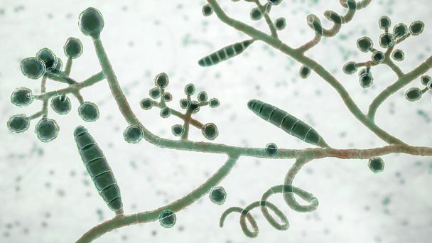 Champignons Trichophyton mentagrophytes, illustration 3D montrant des macroconidies, conidiophores ramifiés portant des conidies sphériques, hyphes septés et spiraux. Causes teigne, infections des cheveux et des ongles - Photo, image