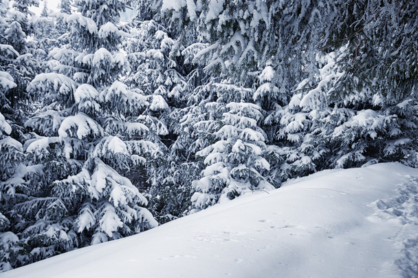 Winter pine trees - Photo, Image