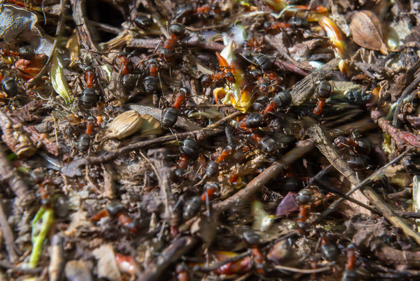Formica rufa, επίσης γνωστή ως το κόκκινο μυρμήγκι ξύλο την άνοιξη. - Φωτογραφία, εικόνα
