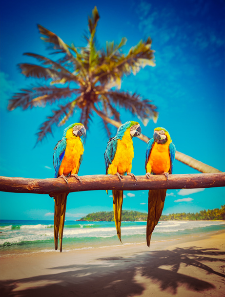 Perroquets Aras bleu et jaune sur la plage
 - Photo, image