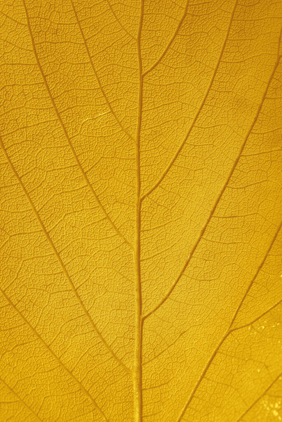 close up of a leaf of a plant - Foto, immagini
