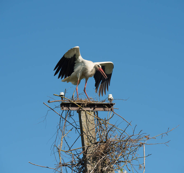Beautiful one white storks Ciconia ciconia on a background of blue sky - Photo, Image