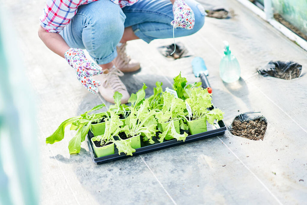 Junge Gärtnerin arbeitet im Gewächshaus mit Salat - Foto, Bild