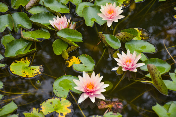  rosa Lotusblume blüht im Wassergarten Bangkok Thailand - Foto, Bild