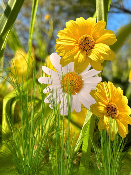   white and  Yellow wild flowers daisy   and treet on field in  summer city park nature landscape - Photo, Image
