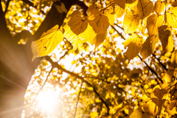 boom met gele bladeren - Foto, afbeelding