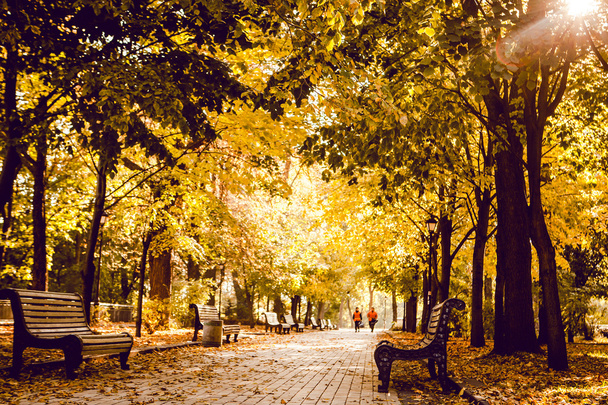 Autumnal walkway in autumn park - Photo, Image