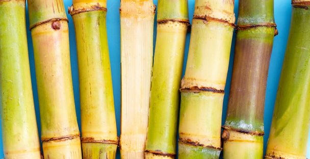 Sugar cane on blue background. - Zdjęcie, obraz