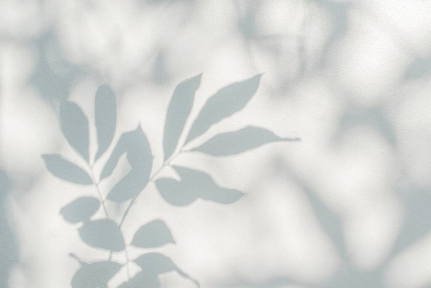 Leaf shadow and light on wall background. Nature tropical leaves tree branch plant shade sunlight on white wall for wallpaper, shadow overlay effect foliage mockup, graphic layout, wallpaper, desig - Foto, imagen