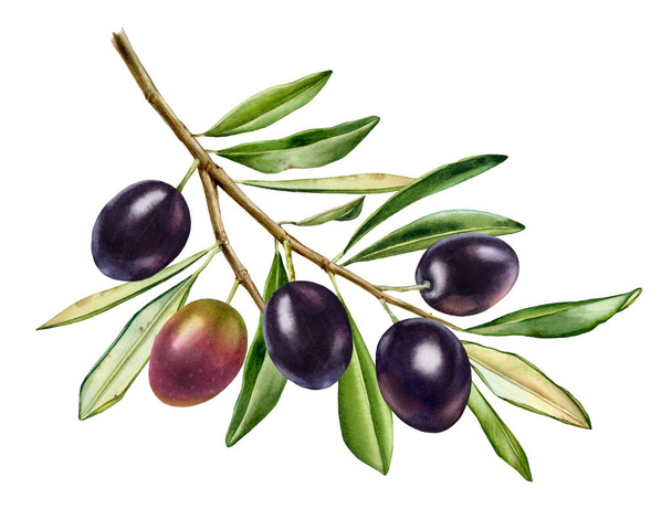 Watercolor black olives. Big branch with shiny fruits with leaves. Realistic painting with fresh ripe olives. Botanical illustration on white. Hand drawn tasty food design element - Photo, Image