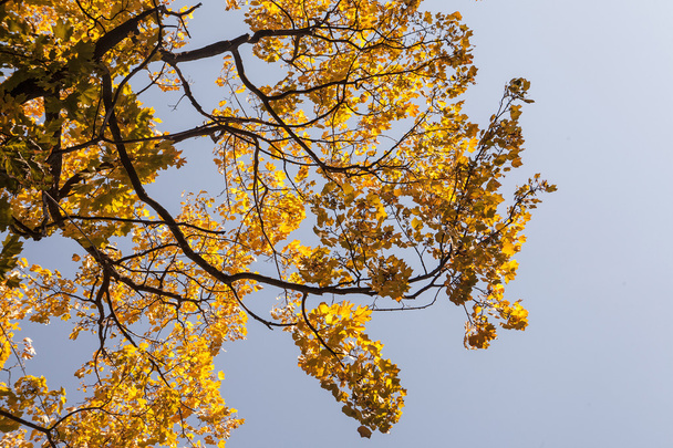 Tree with yellow leaves - 写真・画像