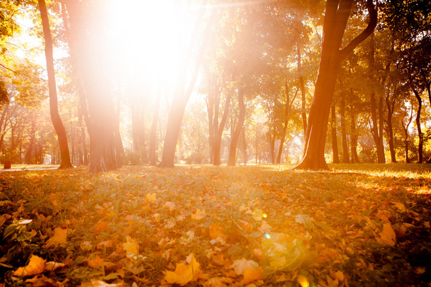 Őszi park gyönyörű őszi levelek - Fotó, kép