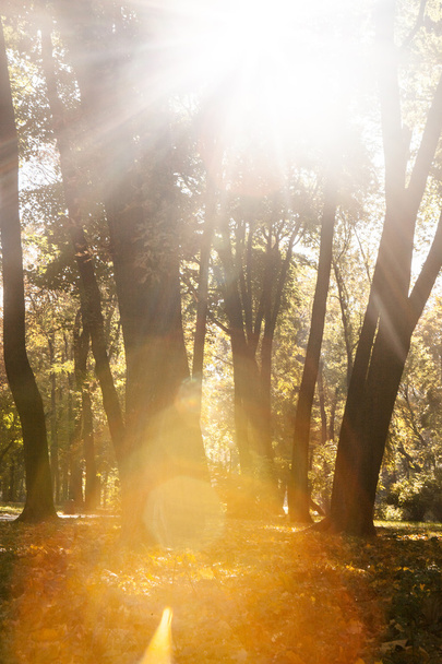 Autumn wood with sun rays - Foto, imagen