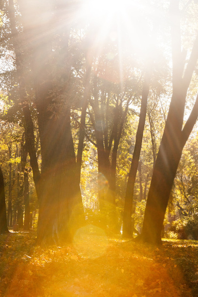 Φθινόπωρο ξύλο με τις ακτίνες του ήλιου - Φωτογραφία, εικόνα