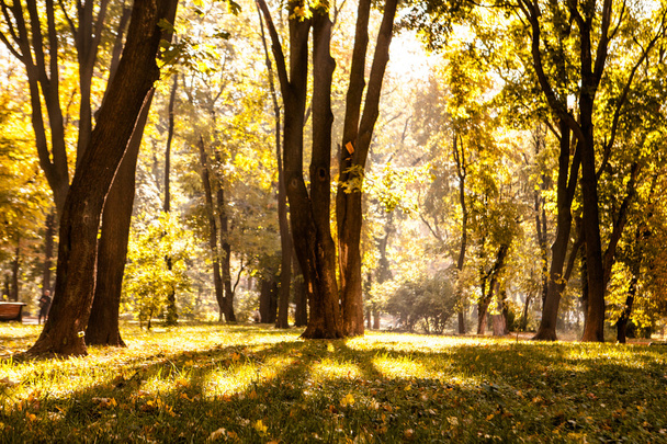 Осіннє листя в прекрасному осінньому парку
 - Фото, зображення