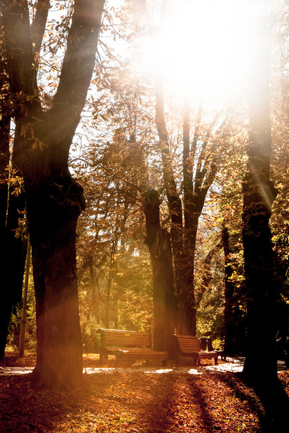 lavičky v podzimním parku - Fotografie, Obrázek