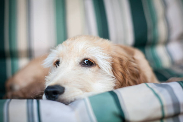 Σπάνιελ σκυλί στηρίζεται σε ένα μαλακό καναπέ - Φωτογραφία, εικόνα