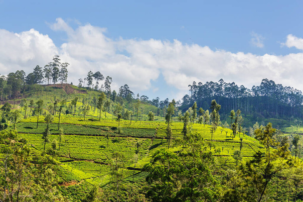 Paesaggi naturali verdi _ piantagione di tè in Sri Lanka - Foto, immagini